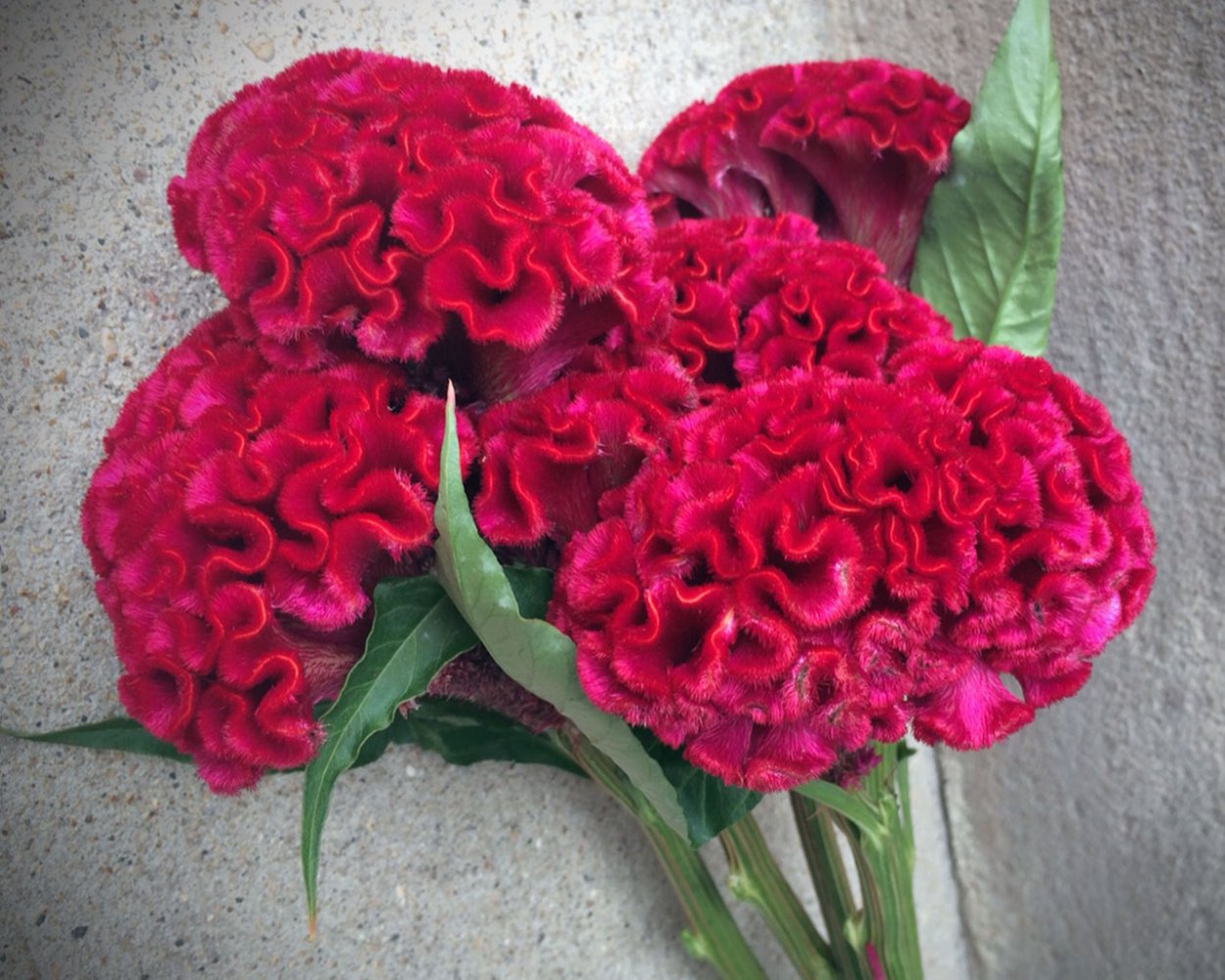 Целозия гребенчатая коралловый сад