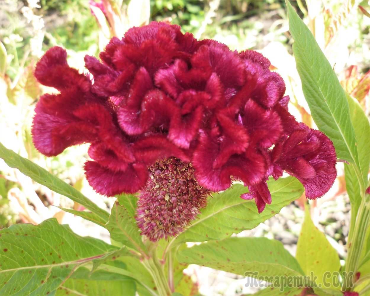 Целозия гребенчатая оранжевая