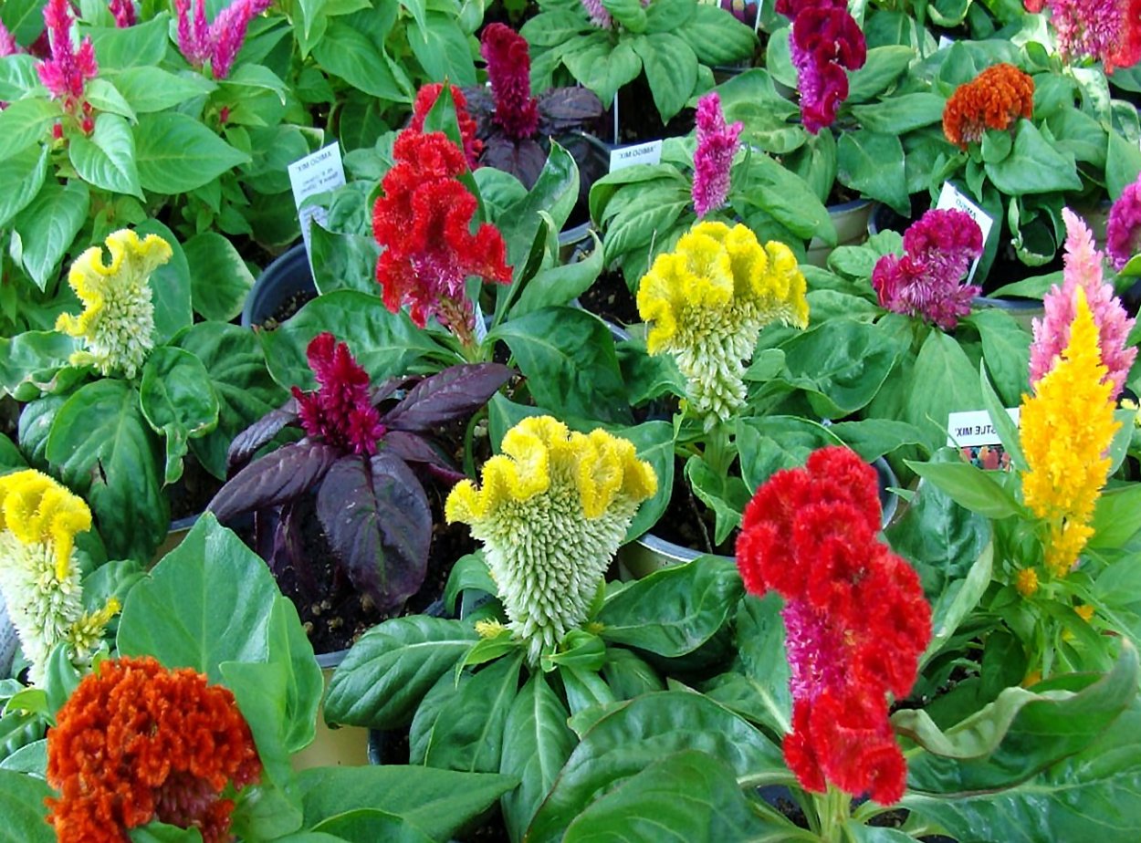 Целозия Джессика