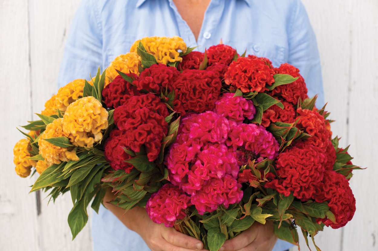 Целозия микс Celosia Mix Bucket