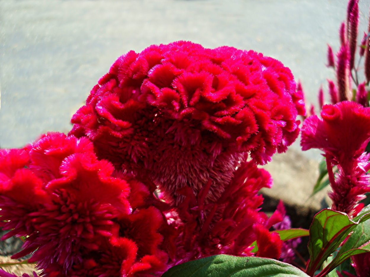 Целозия фламандец