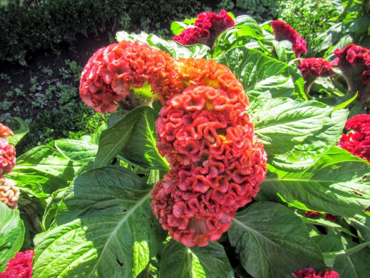 Целозия гребенчатая смесь