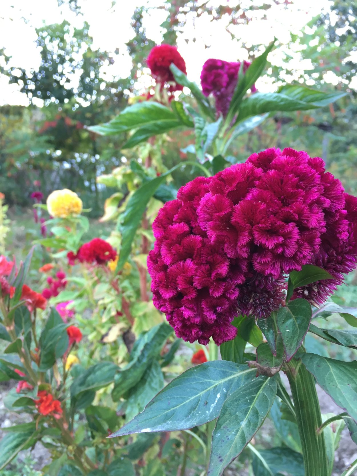 Целозия гребенчатая Гном