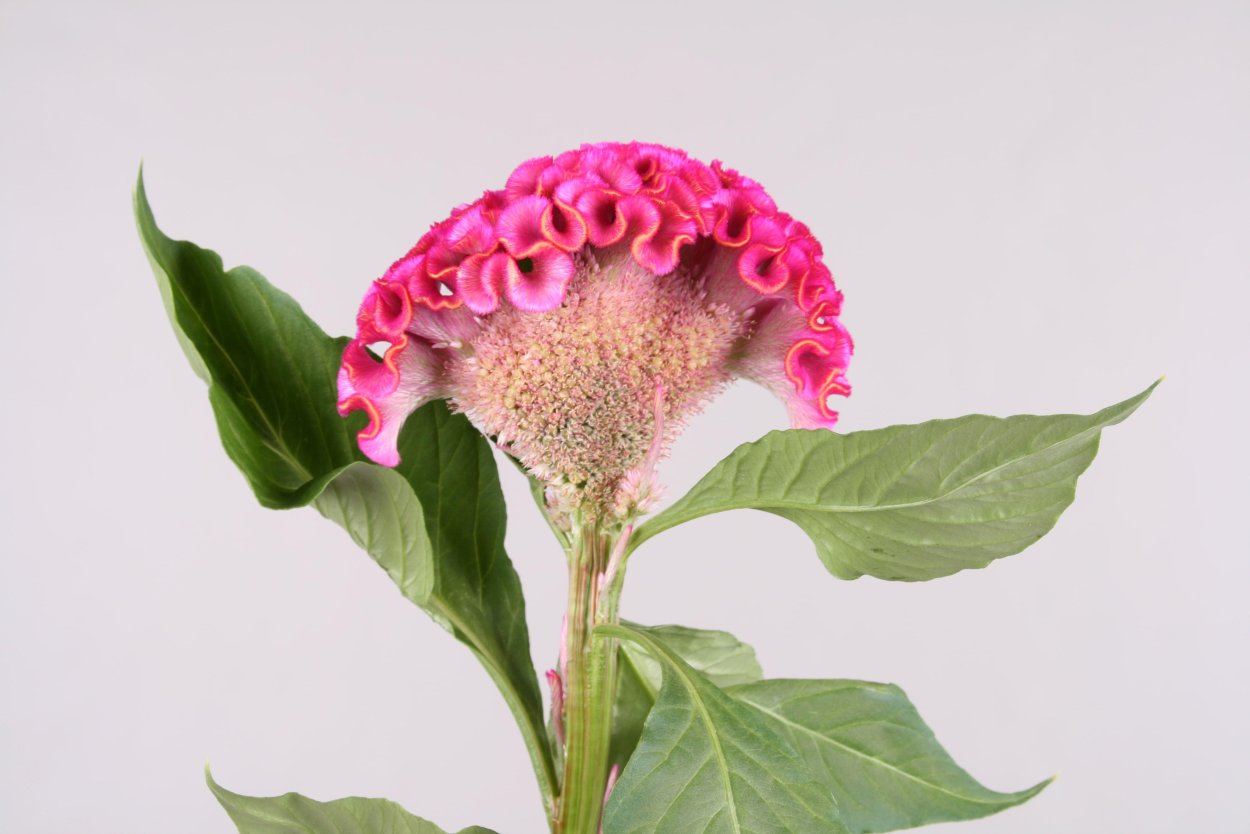 Целозия Брайт Спаркс микс