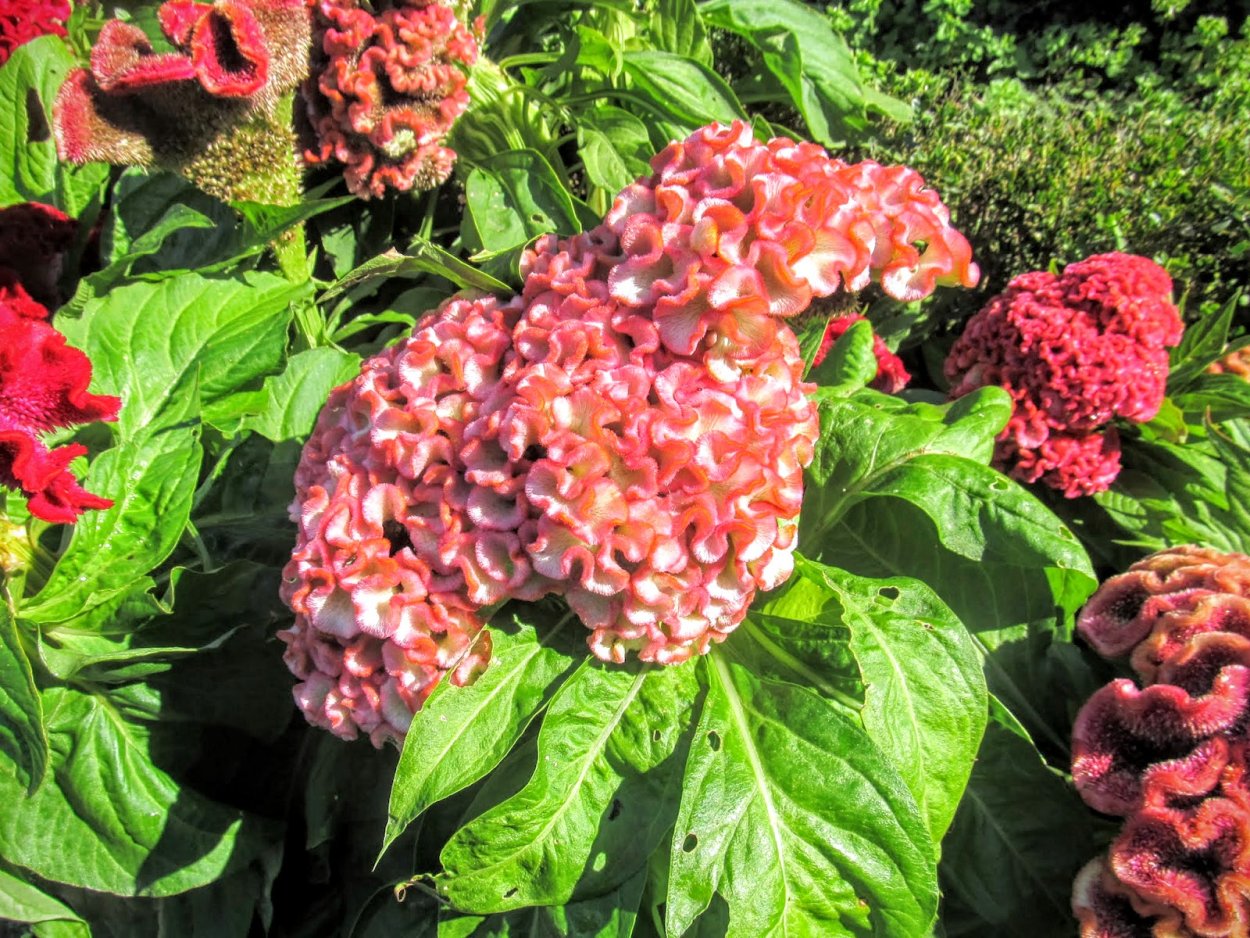 Целозия гребенчатая корона