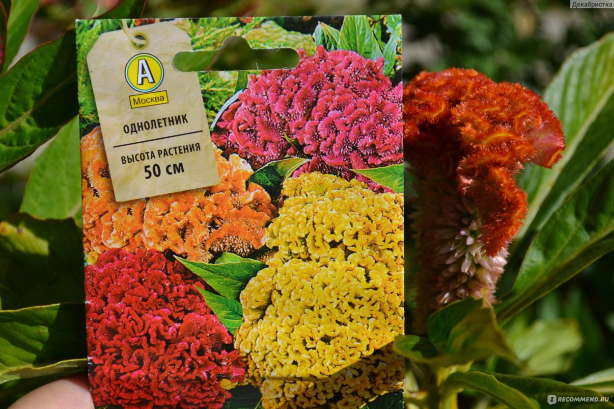 Целозия гребенчатая смесь