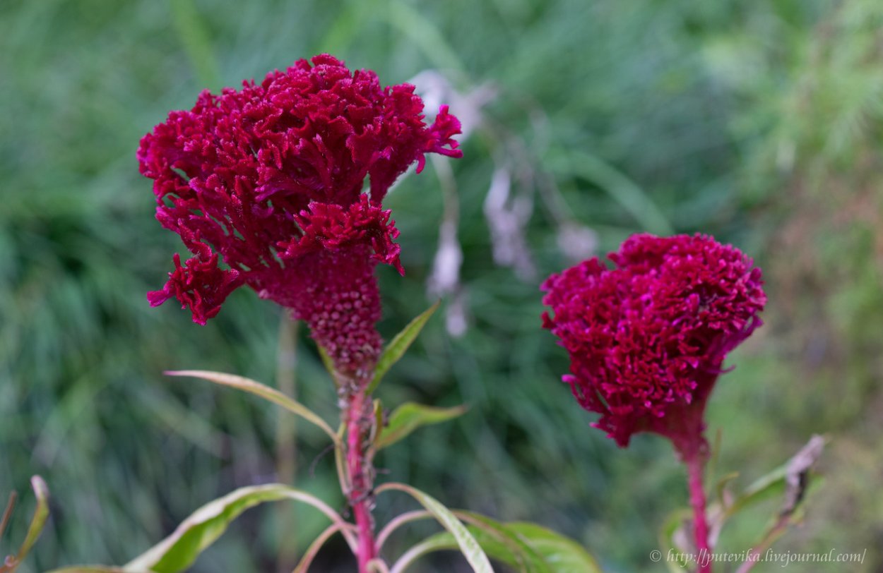 Целозия гребенчатая Армор ред