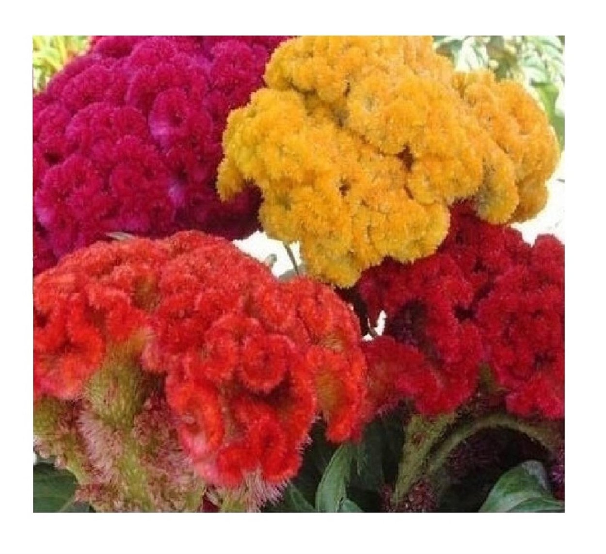 Целозия Кан-Кан