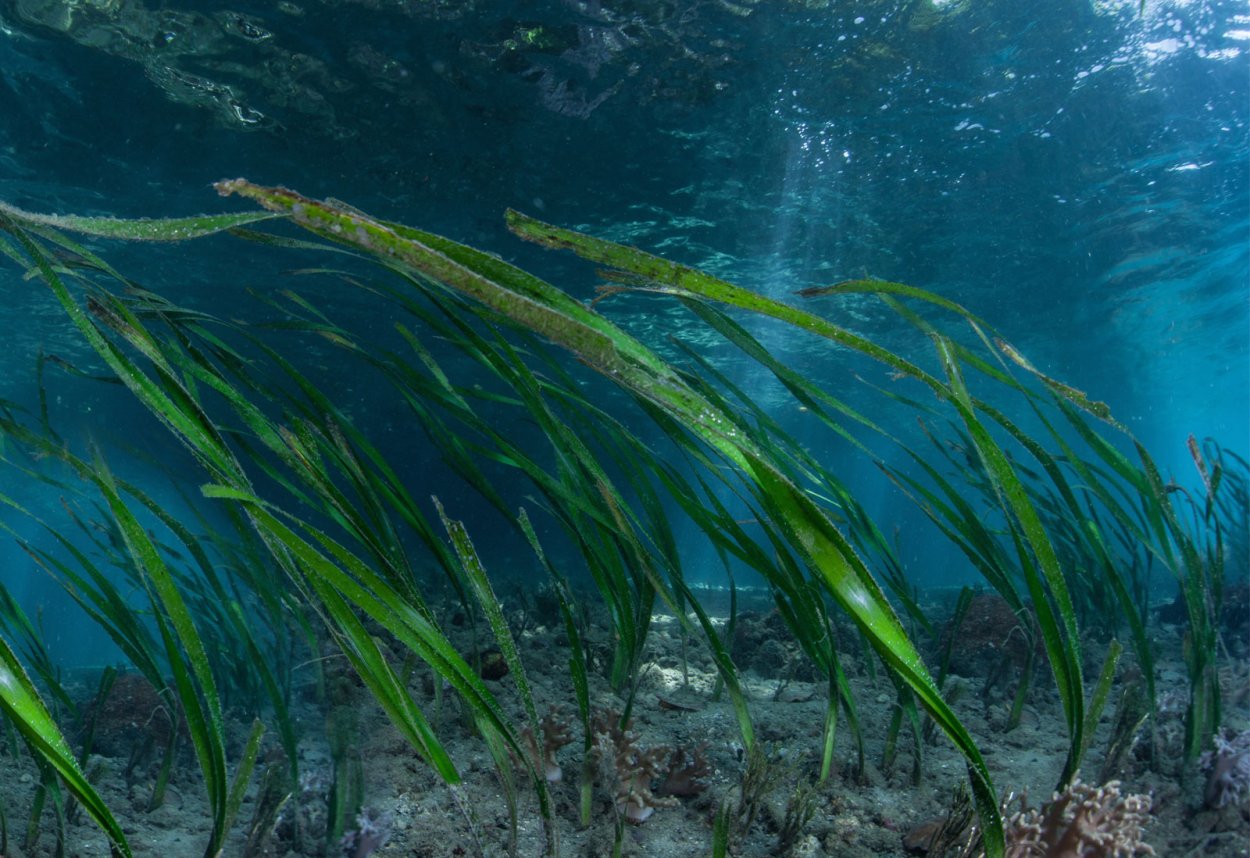 Водоросли черного моря