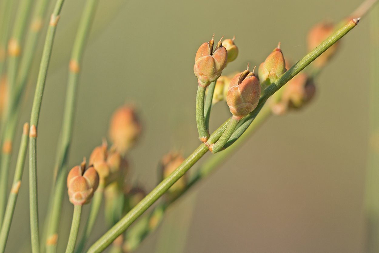 Ephedra Sinica Плантариум