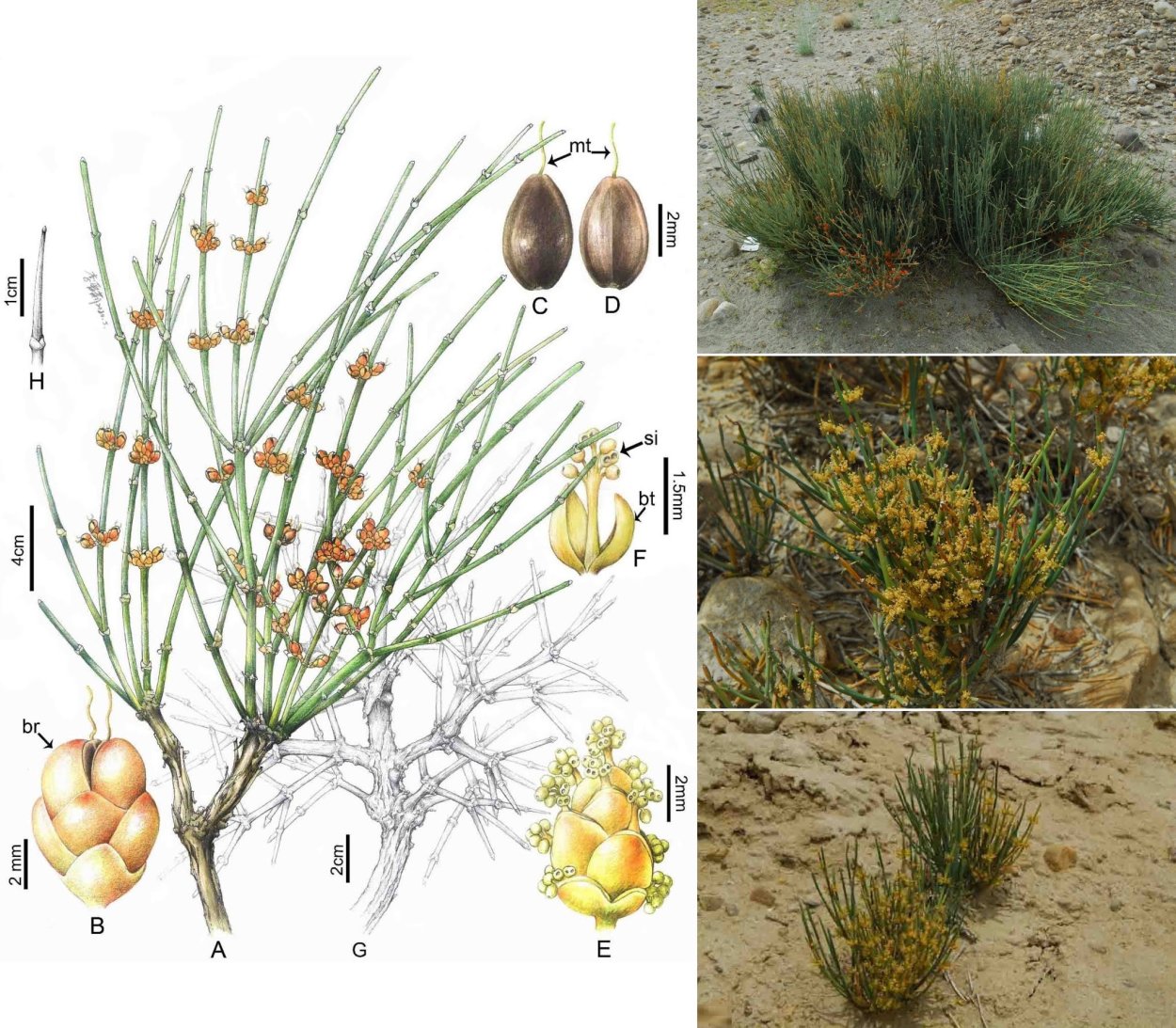 Эфедра Горная