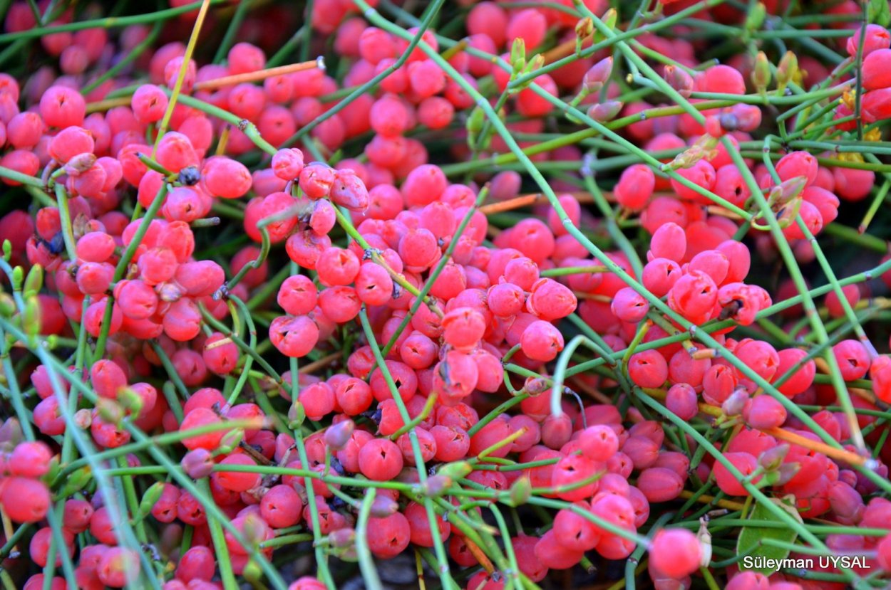 Эфедра плоды упаковка