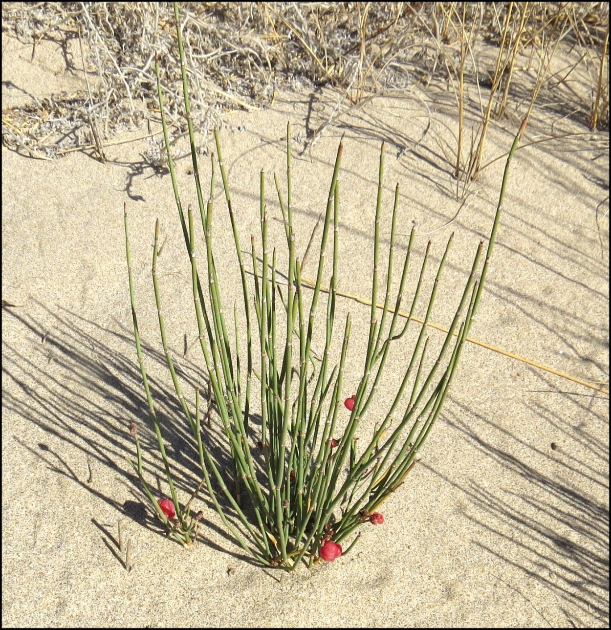 Эфедра хвощевидная Ephedra equisetina .эфедра хвощевидная Ephedra equisetina .