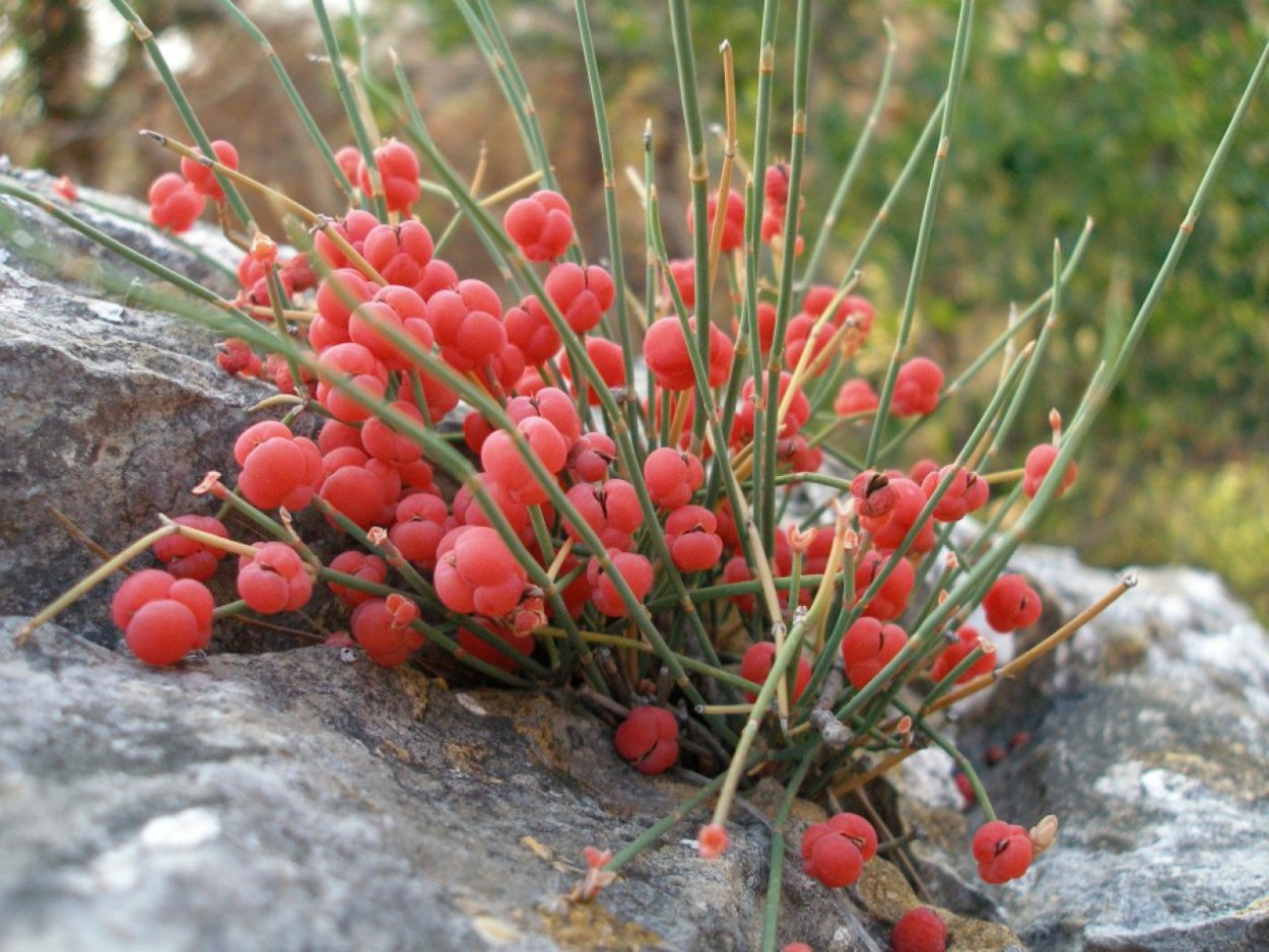 Эфедра двухколосковая