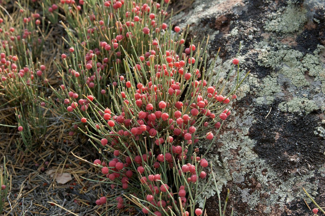 Хвойник эфедра Кузьмичева трава
