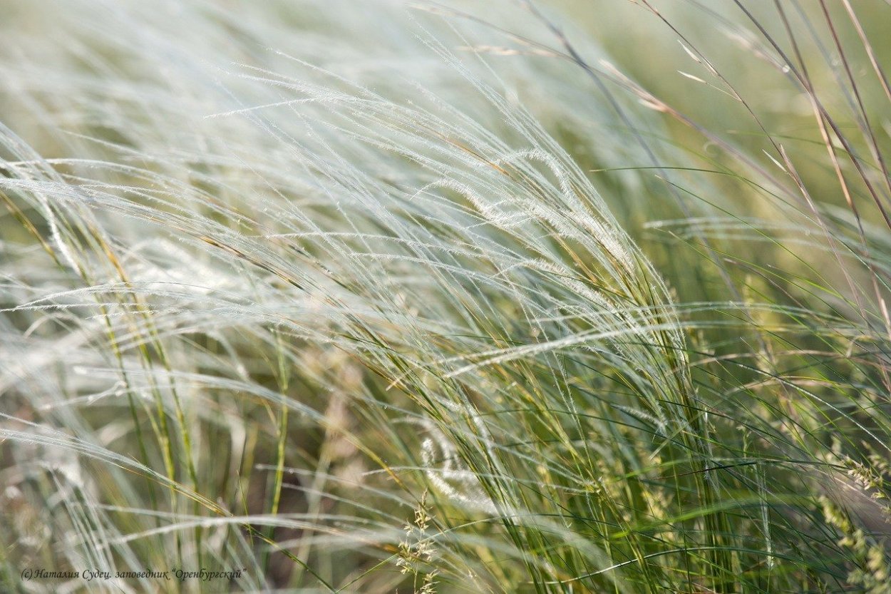 Сухие растения