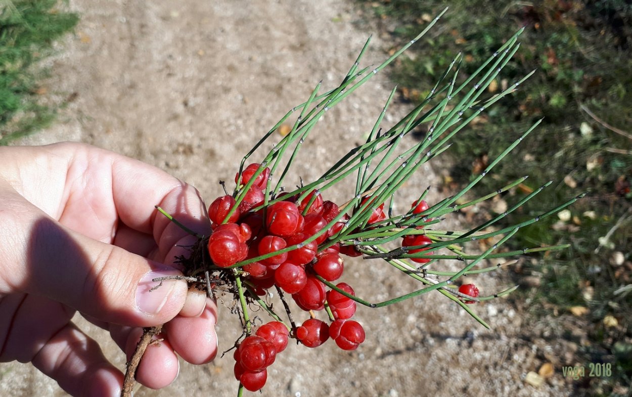 Эфедра хвойник двухколосковый