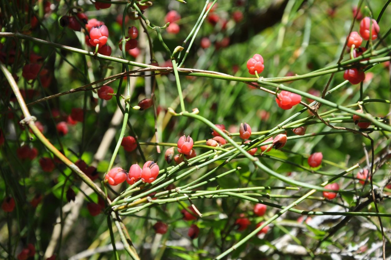 Эфедра Кавказская