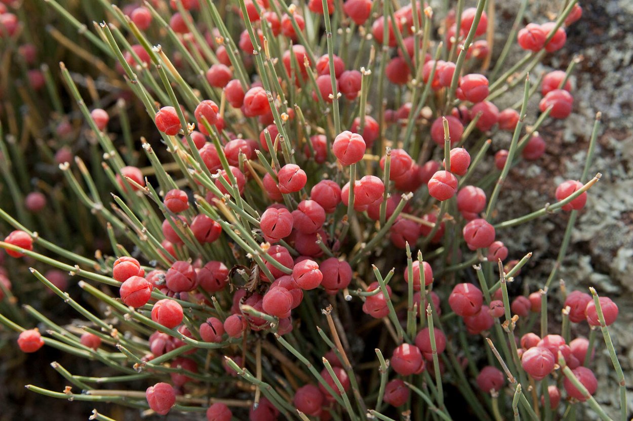 Эфедра хвойник