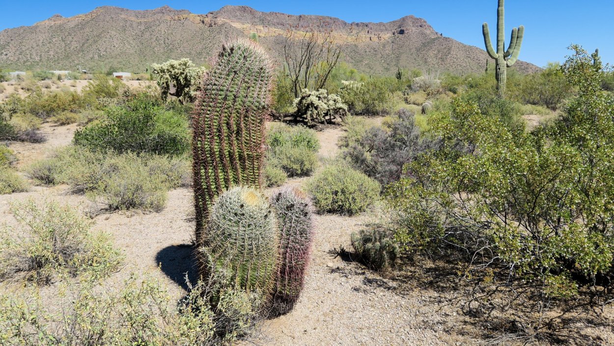 Опунция Кактус Мексика