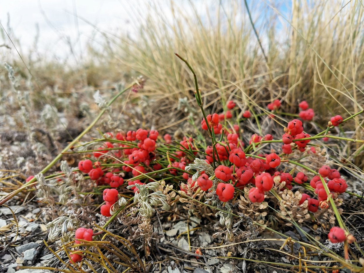 Эфедра хвойник двухколосковый