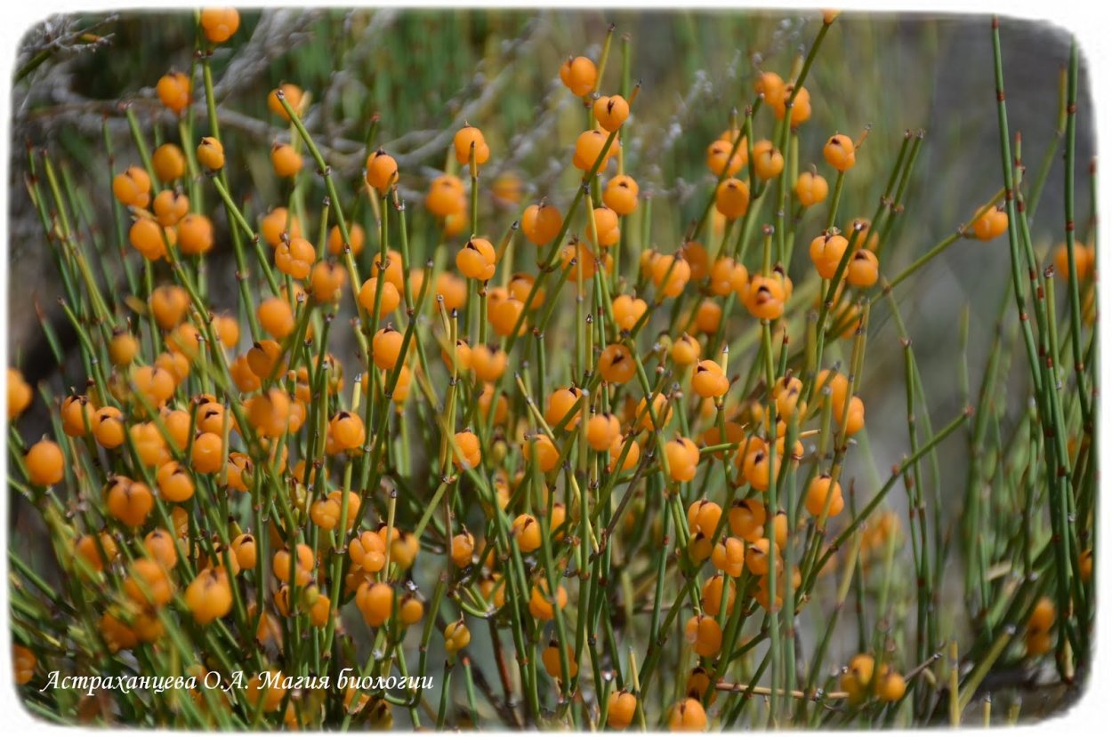 Цветок Хаома
