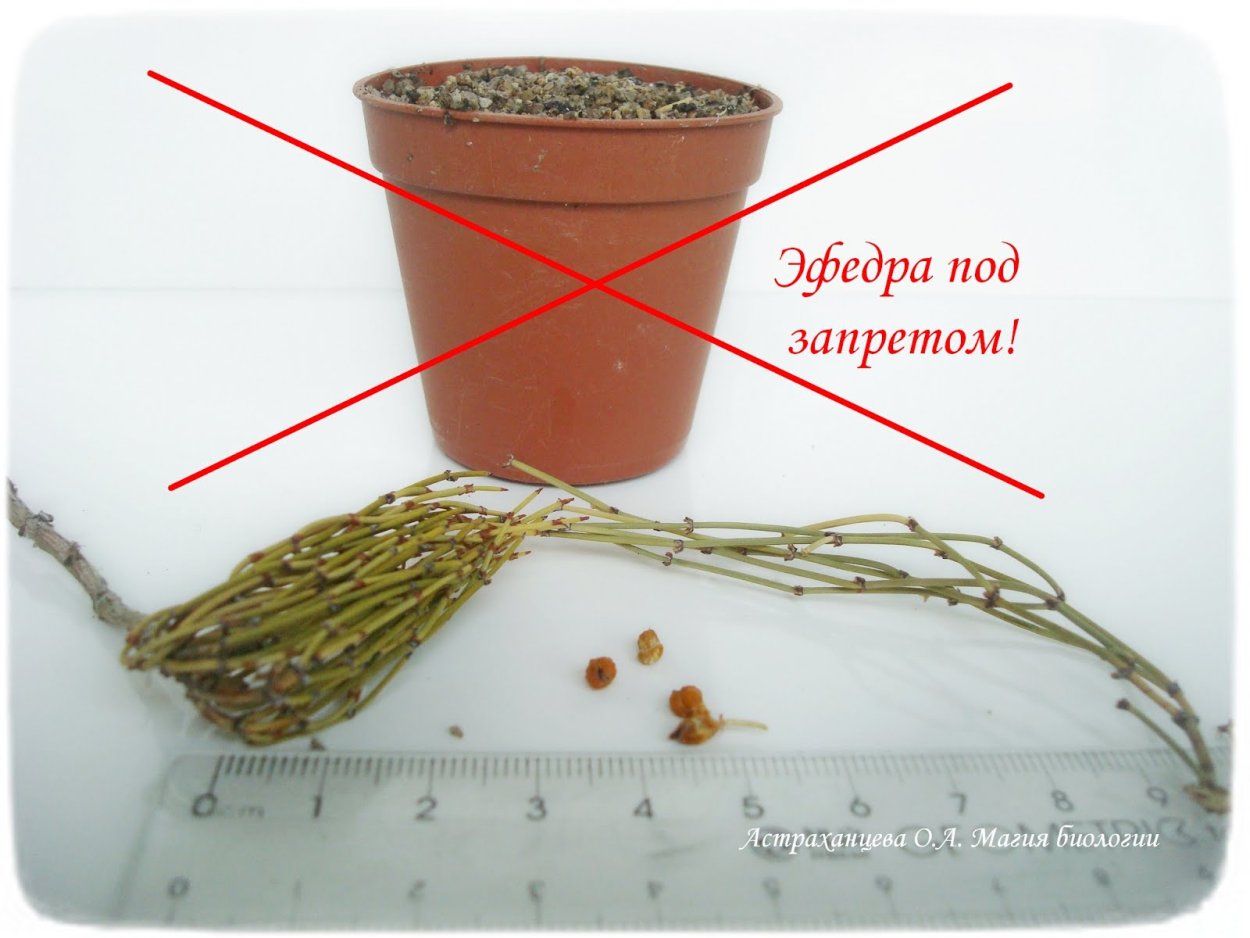 Хвойник хвощевой семена