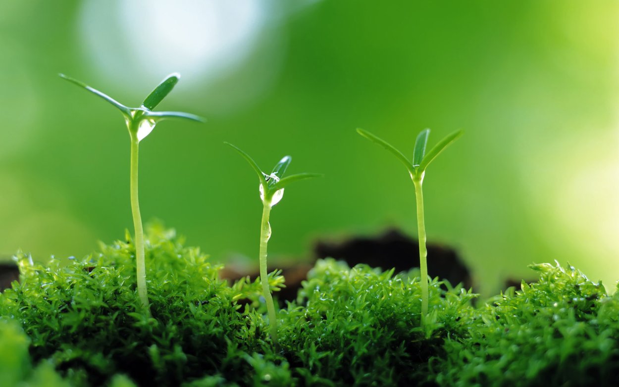 Красивая трава