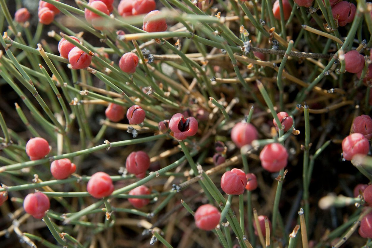 Эфедра Северная