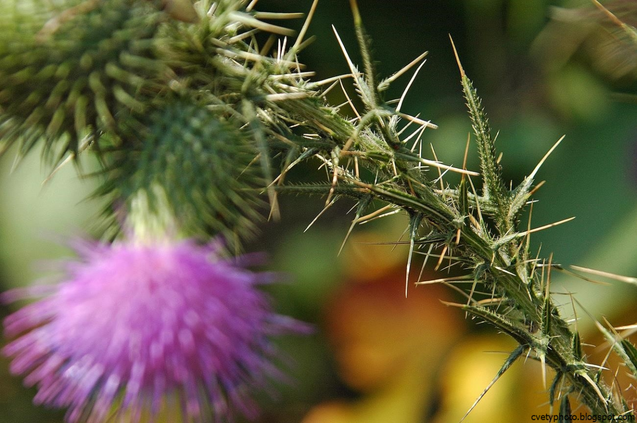 Марьин чертополох