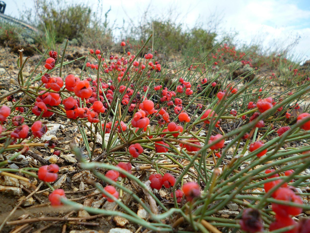 Эфедра хвощевая ягоды