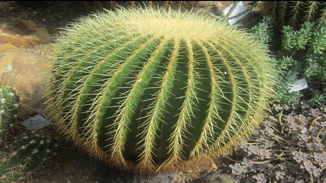 Янтак верблюжья колючка