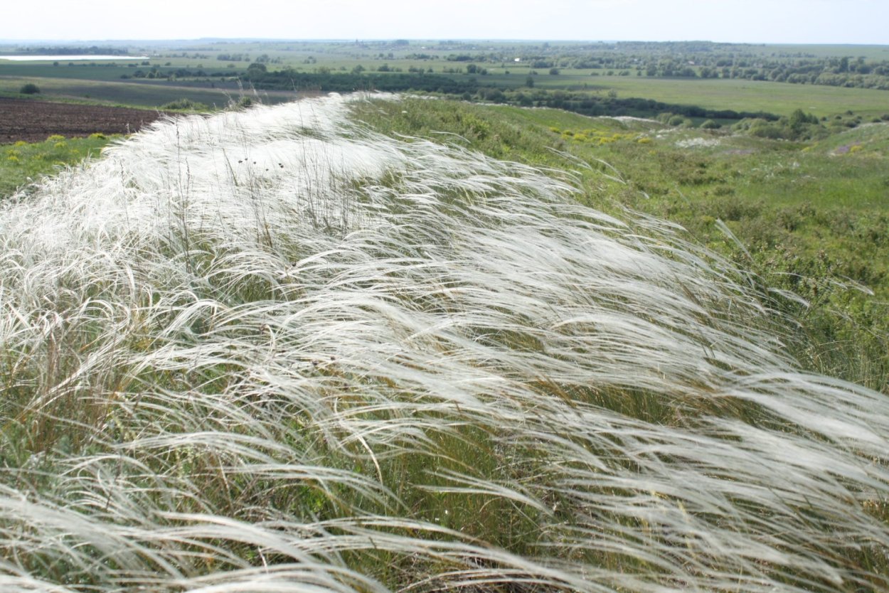Трава в макросъемке