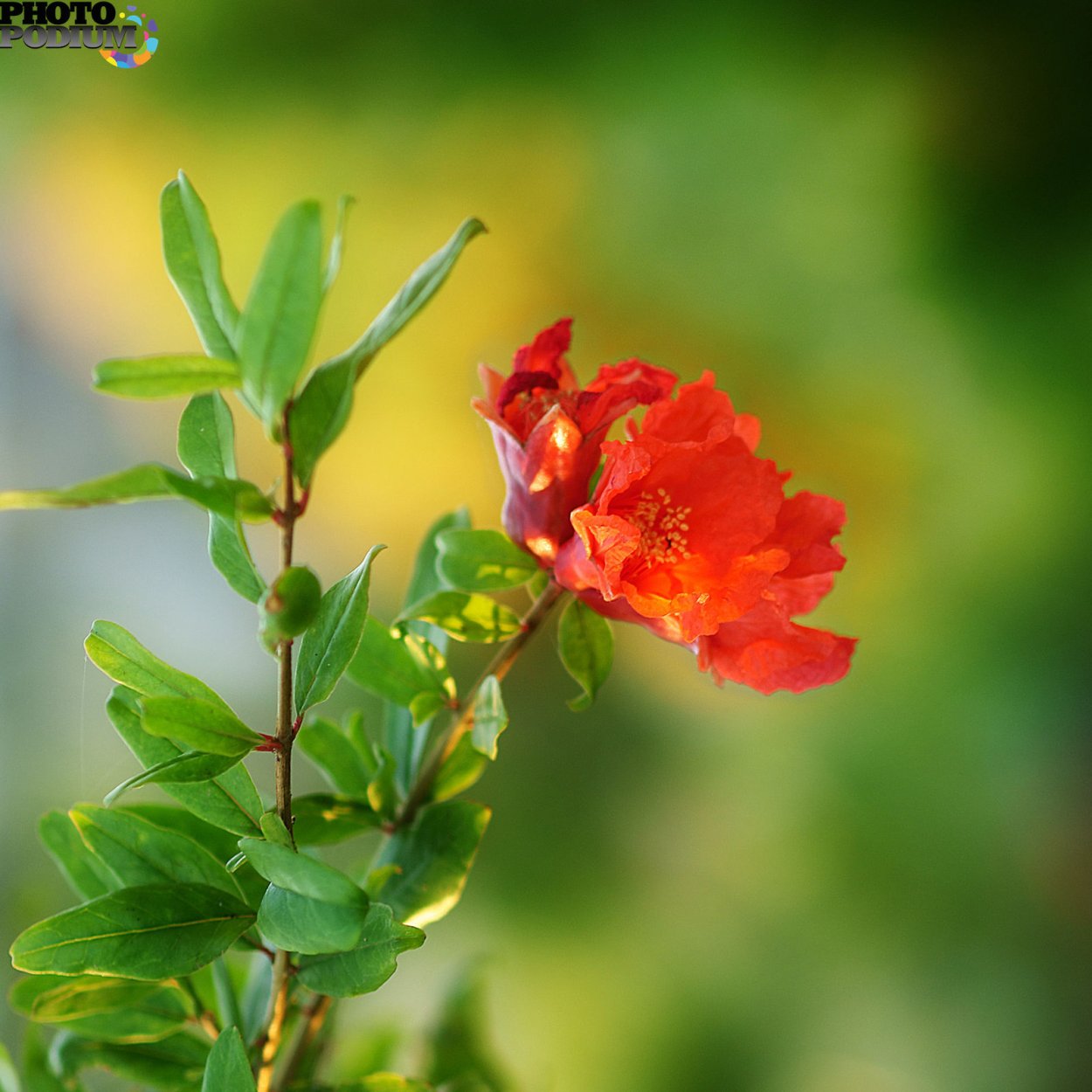 Гранат обыкновенный цветок