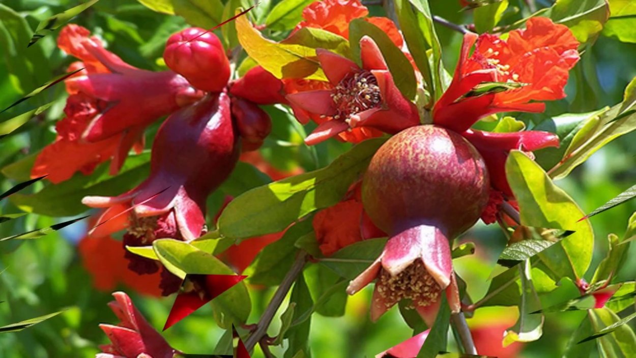 Цветущий гранат Карабах