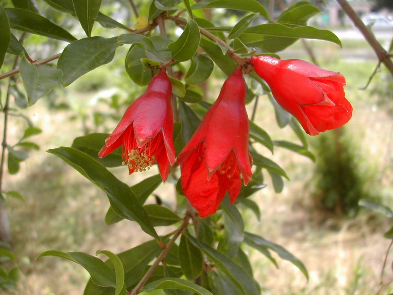 Punica granatum цветет
