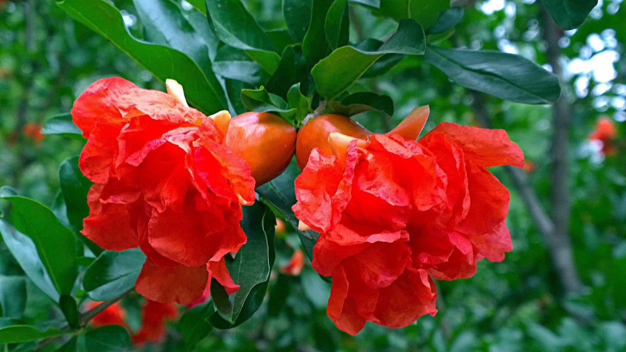 Punica granatum Toyosho