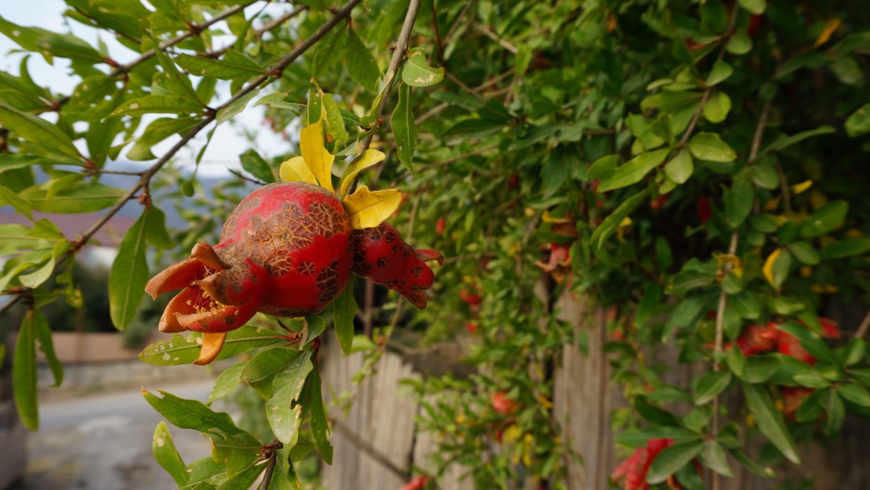 Цветок граната 50гр