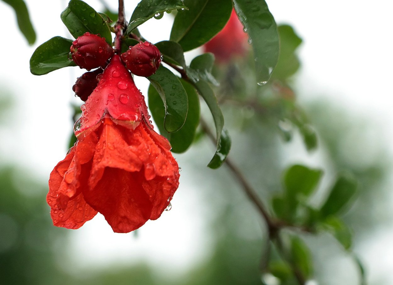 Цветок граната фото рисунок