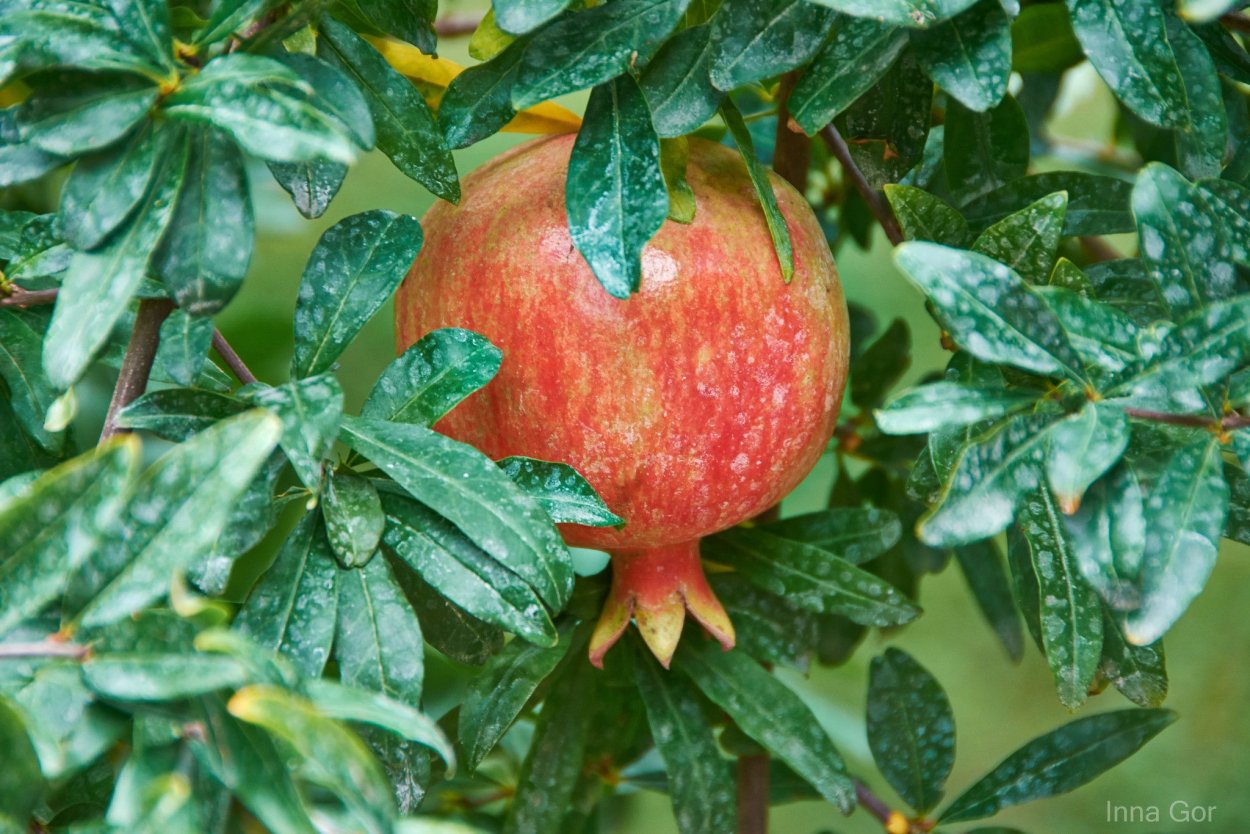 Punica granatum «Multiplex»