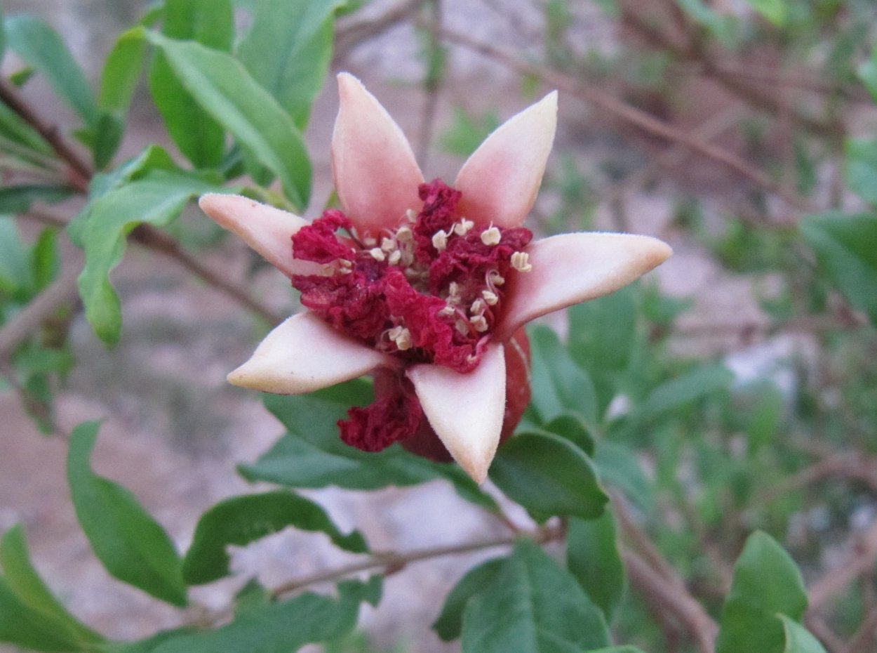 Гранат цветок