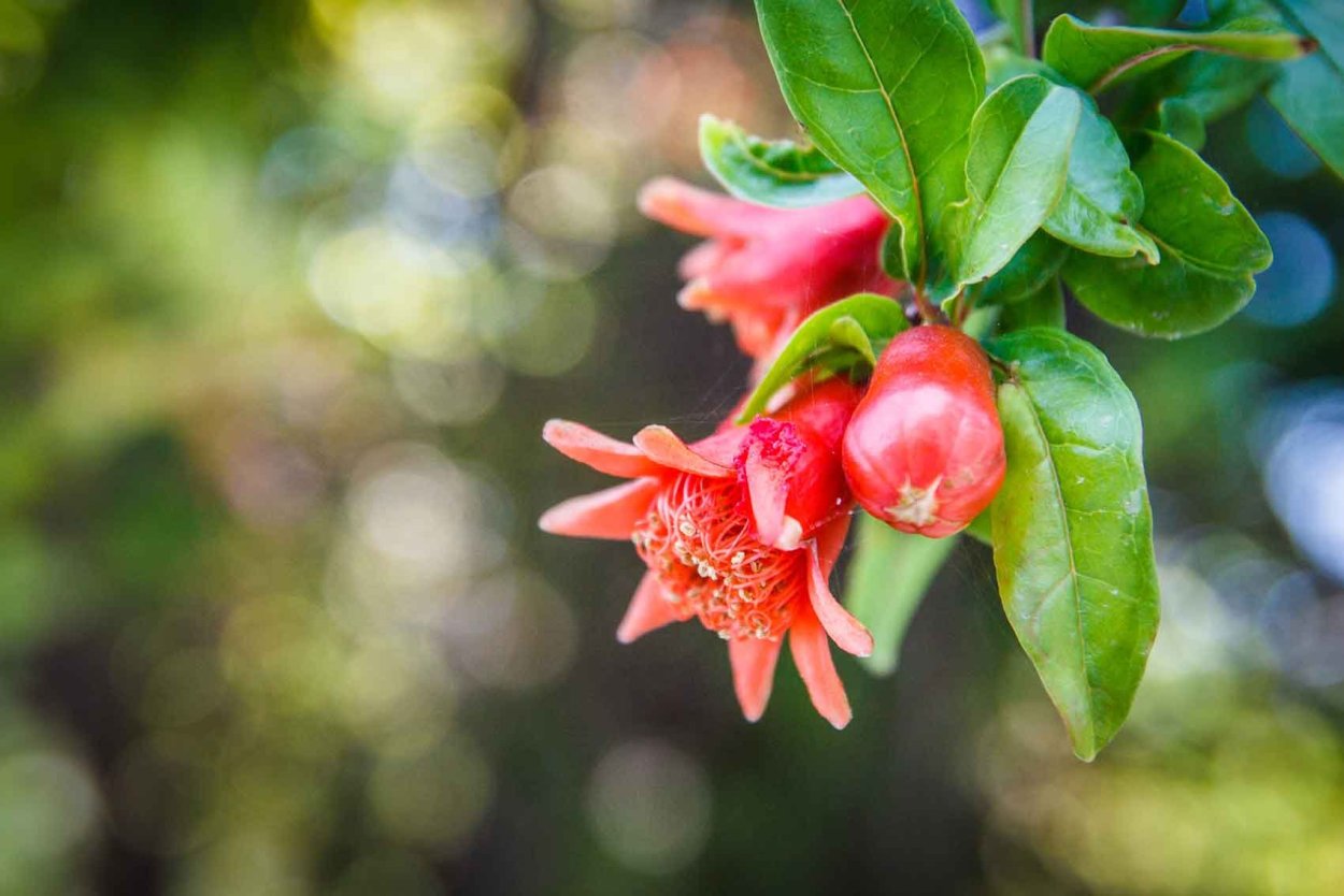Цветущий гранат обыкновенный
