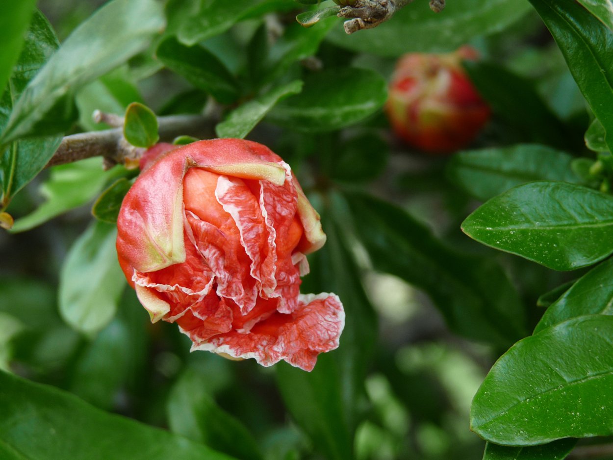 Гранат обыкновенный цветение