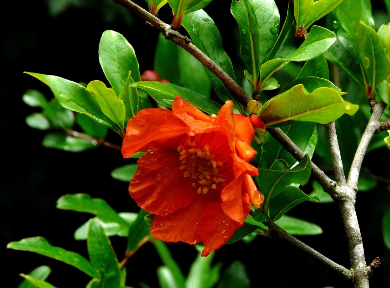 Гранатовое дерево цветет