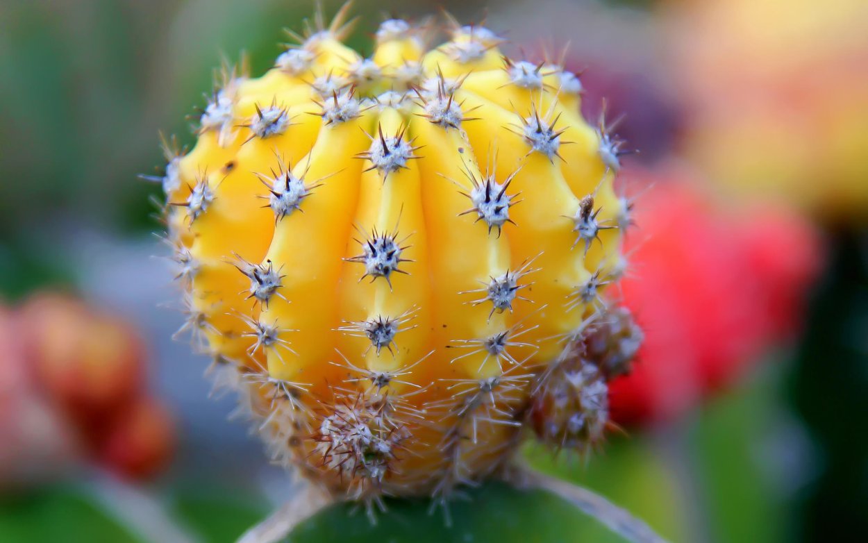 Красивые кактусы