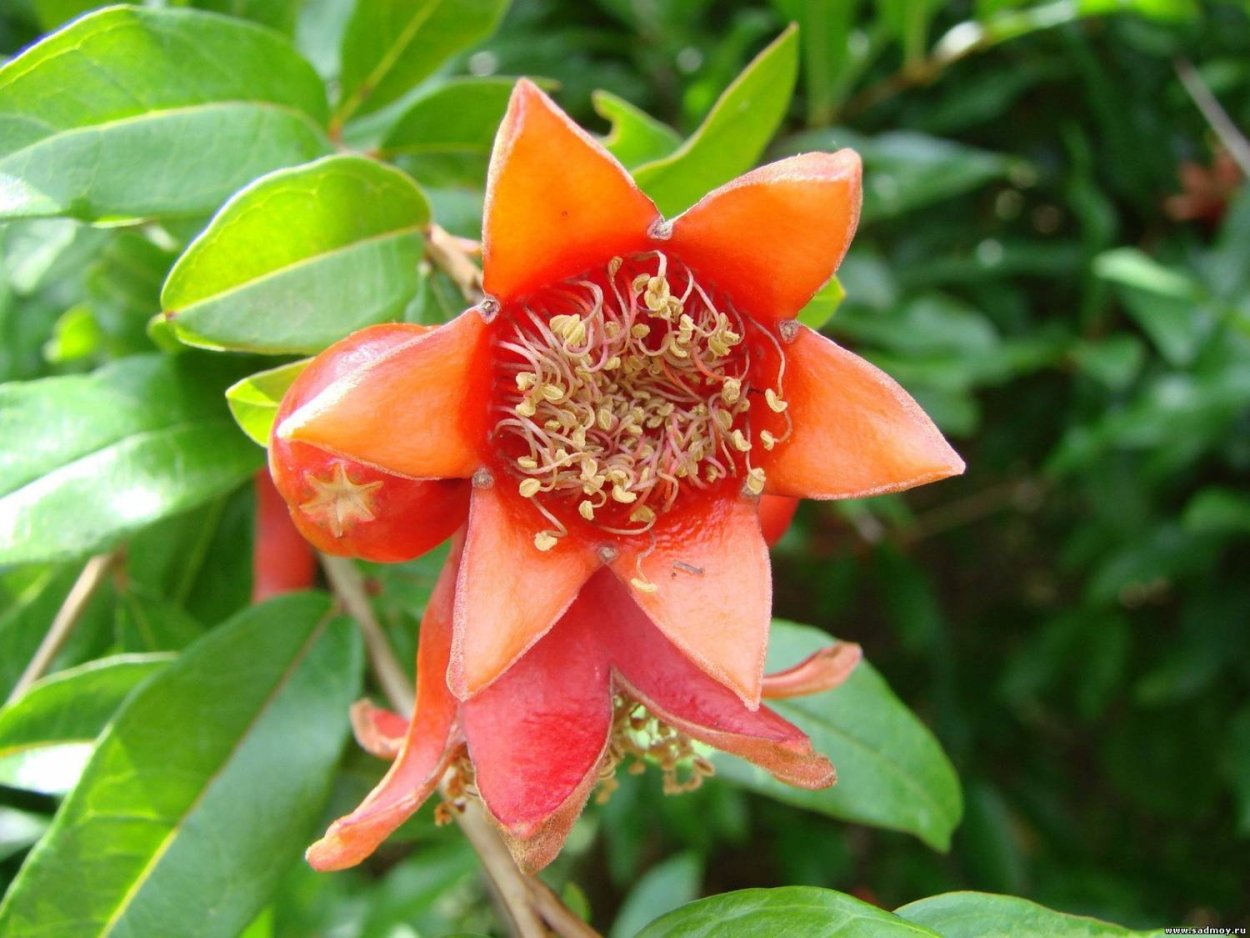 Punica granatum цветет