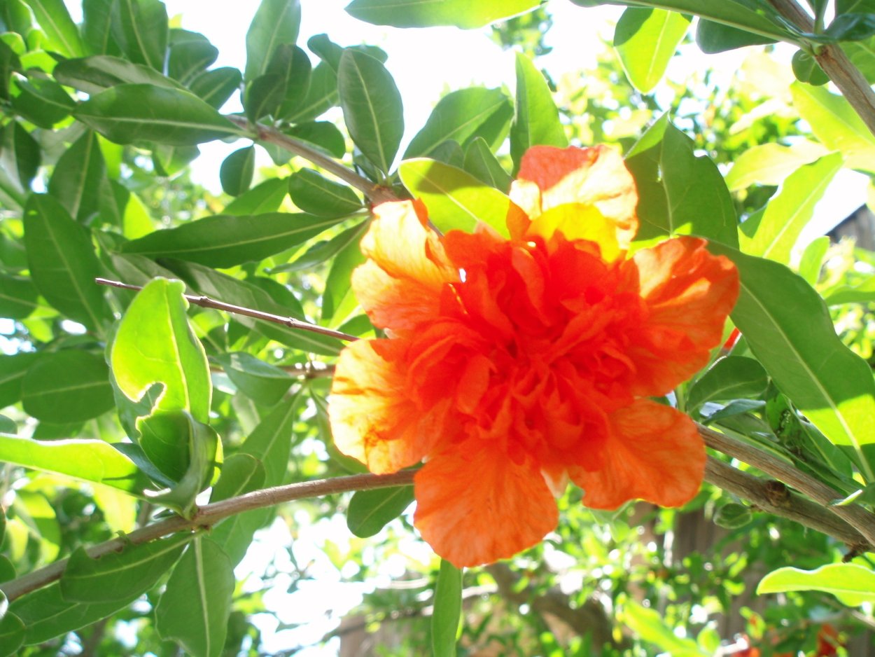 Гранат Велес