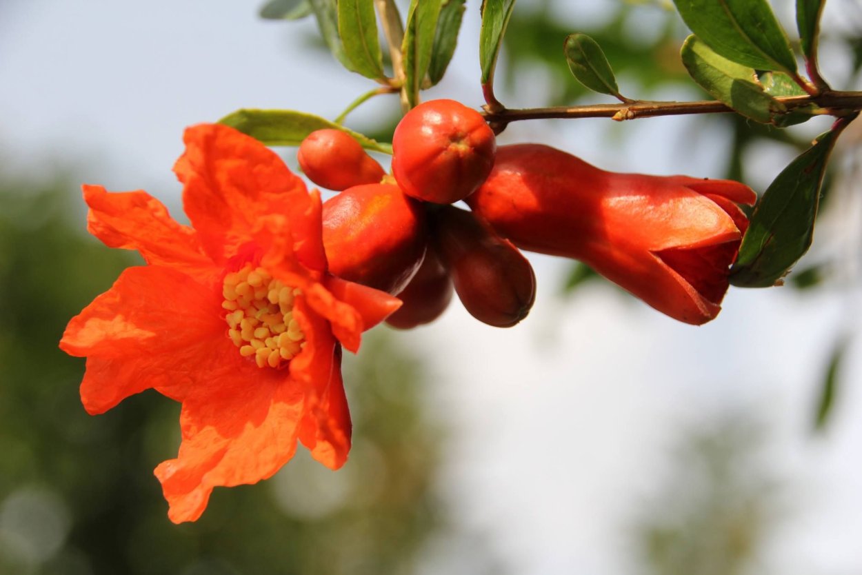 Гранат цветет