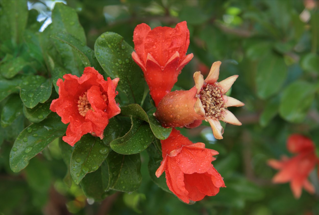 Punica granatum Toyosho