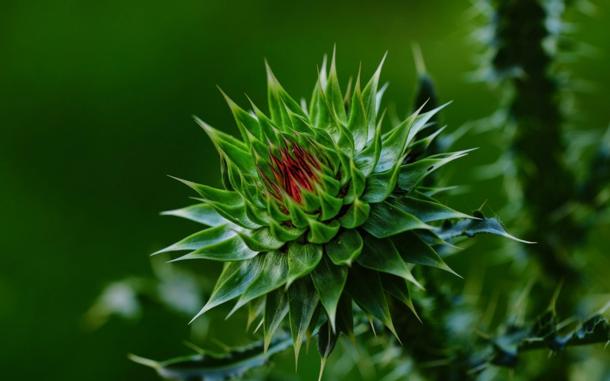 Алтайская колючка